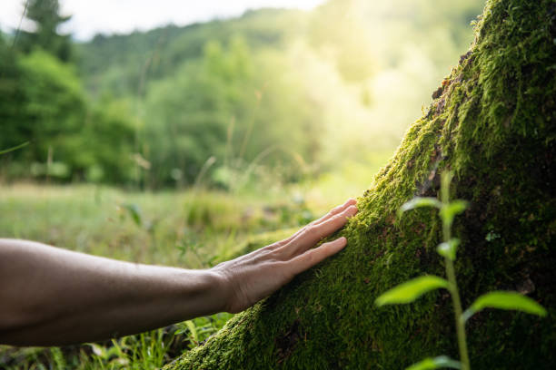 How Our Tree Care Process Works  in  Suncoast Estates, FL